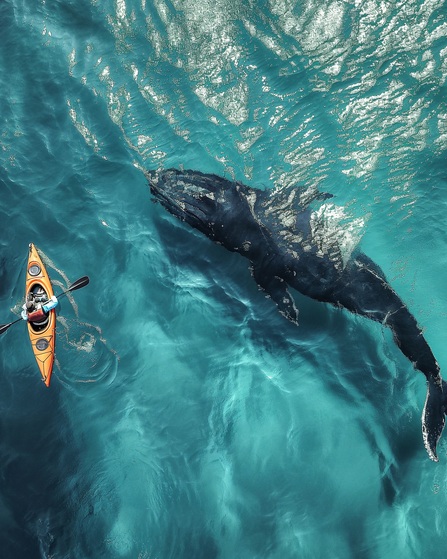 Whale watching off the Knysna coast